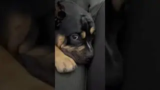 Sleepy doggy