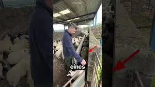 So trenne ich meine Schafe ohne Fehler 🐑 ✔️