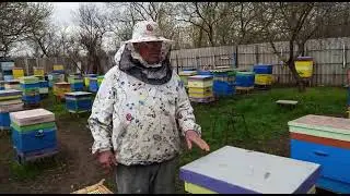 Как сохранить матку и горсть пчел