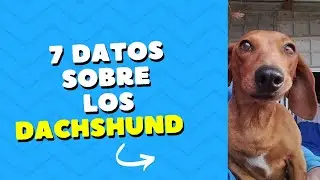 7 datos importantes si querés tener un salchicha
