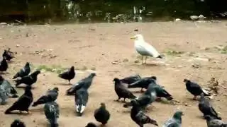 Seagull preys on pigeons