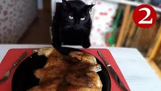 Котоблог (Выпуск # 2)