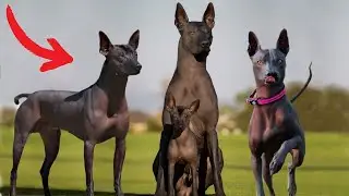 These Are 10 Rare Hairless Dog Breeds
