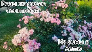 From Winter to Summer. Roses of Hot September