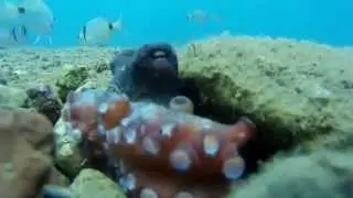 Осьминог танцует Мармарис Турция | Octopus dancing Marmaris Turkey 1080p sj4000