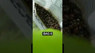 So many Japanese Beetles (in less than 24 hours!)