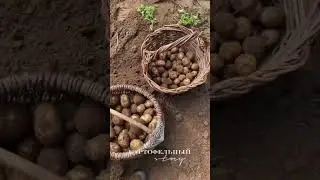 #картофельныйсотрис Накопались и наелись 🙌🏻