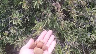 Набрёл во Франции на плантацию миндаля
