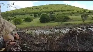 Caçada com cachorro de perdiz e codorna