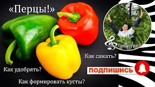 Жарим шашлык, сажаем перцы. Рецепт обалденного шашлыка. Уход за перцами. Грядки на даче и шашлындос!