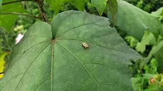 Confederate Rose Pests in Florida - Environmentally friendly removal