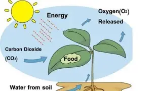 How plants make their own food {Photosynthesis}