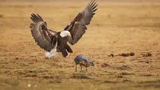 Eagle Attack Chevrotain In The Wild