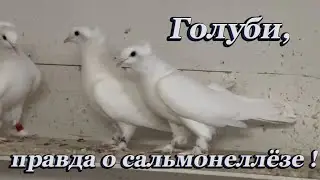 Pigeons, the truth about salmonellosis!