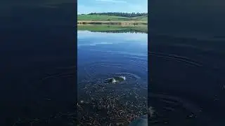КРУПНЫЙ КАРАСЬ НА УДОЧКУ!!!! #рыбалка #рыбалканакарася #карась #fishing #fishingvideo #shorts