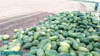 Yendo a cargar  sandias en quien sabe donde - lee la descripción