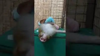 популярити