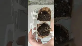 Рассада в кофе 