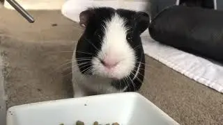 : Funny And Cute Guinea Pig Videos | Compilation Pet | #Shorts #20