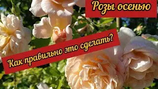 Розы осенью. Как правильно это делать?
