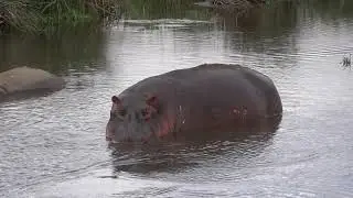 hippo