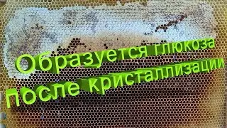 Профессор Кашковский: После кристаллизации мёда сверху образуется глюкоза. Откуда она берется?