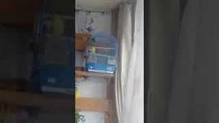 голос волнистого попугая/попугай разговаривает