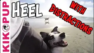 How to train your dog to HEEL with DISTRACTIONS!