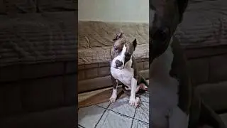 Амстафф Локи 3 года | Подарки Для Локи От Олега Палыча | Стаффорд | Amstaff Loki