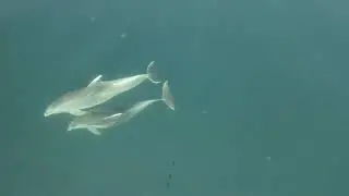 Dolphins Swimming in a Blue Sea