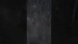 Talking in the Turkey Woods #filmmaker #wildlifefilmmaker #filmmaking #wildlifefilmmaking