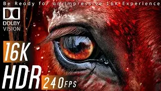 16K VIDEO ULTRA HD | Best OLED Test Dolby Vision [16K HDR]