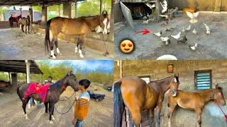 Aaj aekhi din me bohut jyada GHODO ki riding ki 😱