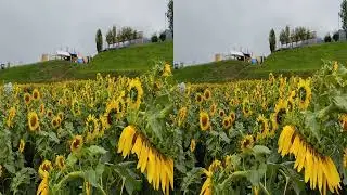 ひまわり見物にXreal Beam Proを持っていって空間ビデオを撮影してみた。