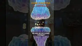 Come funziona il CERVELLO?