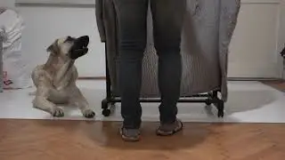 Много трудната команда 