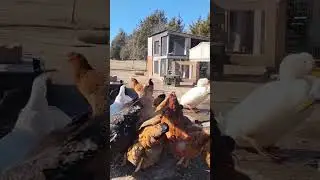 cuidando las gallinas