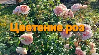 Долгожданное цветение роз.Лето 2022года.