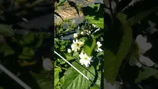 Kwitną jeżyny