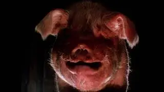 Animal Farm (1999) - Trailer