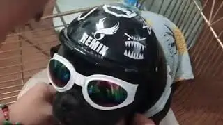 Dog Goggles Sunglasses  for Medium-Sized Dogs