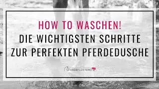 Pferd richtig waschen? Die 10 wichtigsten Schritte