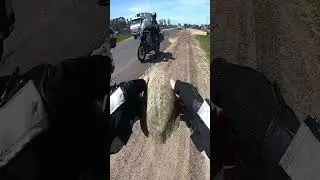 No one noticed the turtle in the middle of the road 🫣 @czroliveira