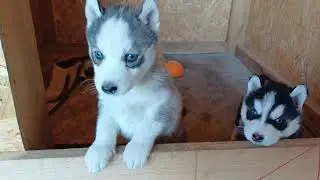 [4K] Sweet Husky Puppies