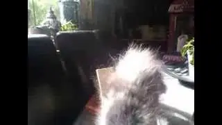 THE JB GIRLS  CAT