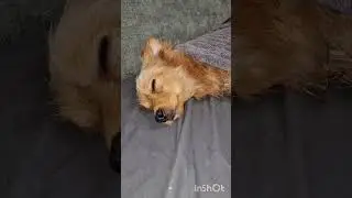 СПОКОЙНОЙ НОЧИ #Спокойнойночи #забавныеживотные