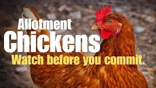 Allotment Chickens & Wheelie bin veg!
