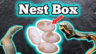 How To Build A Nest Box Or Warm Hide For A Reptile