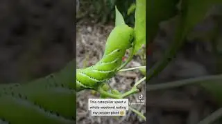 I Found Hornworms in My Garden: Pest Control Tips & Prevention Strategies