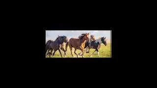 Choose A Horse! =D